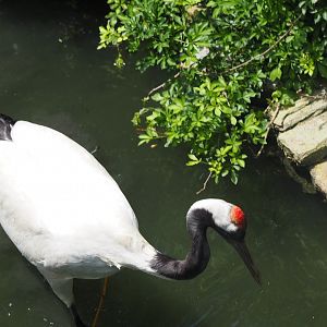 Red-Crowned Crane, 2017