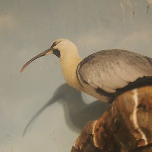 Black-Faced Ibis, 2017