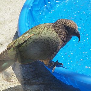 Kea, 2017