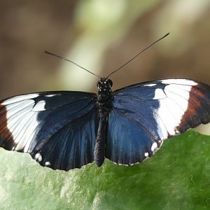 Butterfly ID? - Chester Zoo - 02.04.25