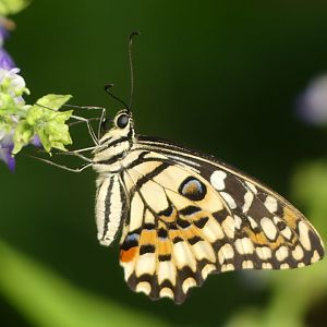 Butterfly ID? - Chester Zoo - 02.04.25