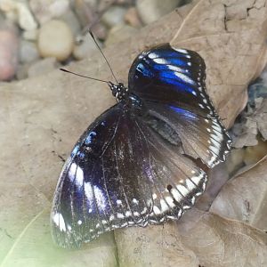 Butterfly ID? - Chester Zoo - 02.04.25