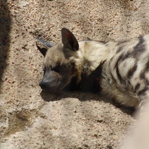 Striped Hyena
