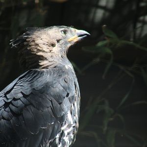 African Crowned Eagle