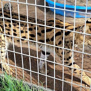 Serval - Bee City Zoo - March 2025