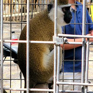 Vervet Monkey - Bee City Zoo - March 2025