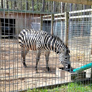 Grant's Zebra - Bee City Zoo - March 2025