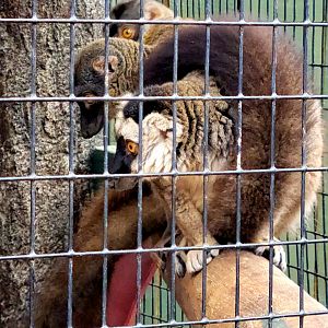 Brown Lemurs - Bee City Zoo - March 2025
