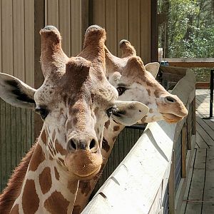 Reticulated Giraffes - Bee City Zoo - March 2025