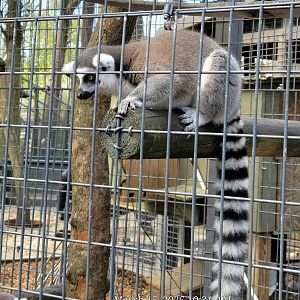 Ring-Tailed Lemur - Bee City Zoo - March 2025