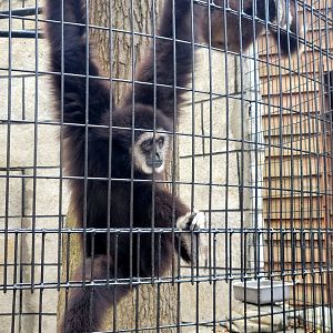 White-Handed Gibbon - Bee City Zoo - March 2025