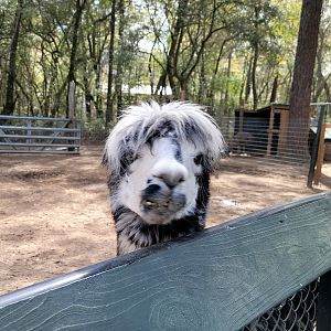 Alpaca - Bee City Zoo - March 2025