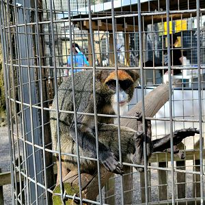 De Brazza's Monkey - Bee City Zoo - March 2025