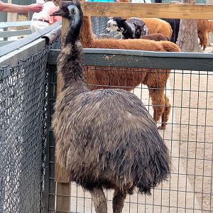 Emu - Bee City Zoo - March 2025