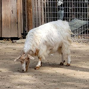 Spanish Goat - Bee City Zoo - March 2025