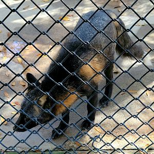 Red Fox (with silver morph) - Bee City Zoo - March 2025