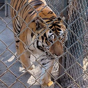 Siberian Tiger - Bee City Zoo - March 2025