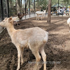 Fallow Dees - Bee City Zoo - March 2025
