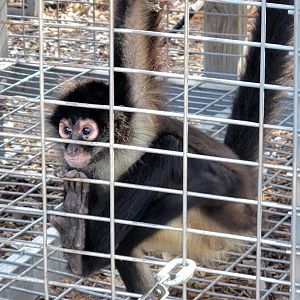 Black-Handed Spider Monkey - Bee City Zoo - March 2025