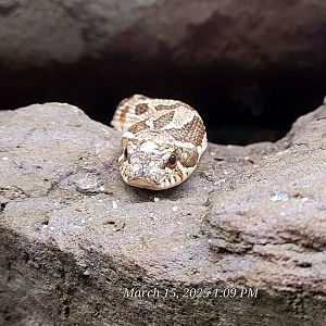 Western Hognose Snake - Bee City Zoo - March 2025