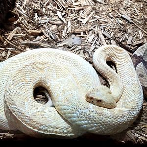Albino Eastern Diamondback Rattlesnake - Bee City Zoo - March 2025