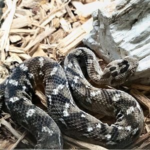Saw-Scaled Viper - Bee City Zoo - March 2025