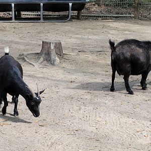 Pygmy goats - Bee City Zoo - March 2025