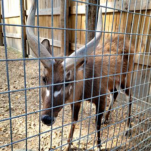 Sitatunga - Bee City Zoo - March 2025
