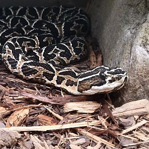 Urutu - Bee City Zoo - March 2025