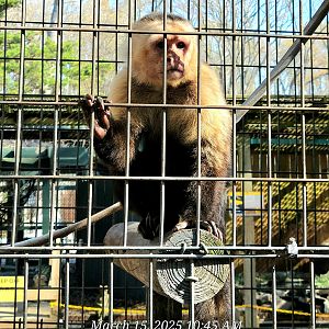 White-Faced Capuchin - Bee City Zoo - March 2025