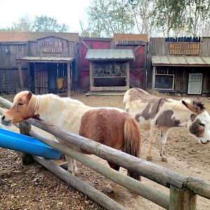 Miniature Horse & Sicilian Donkey - Bee City Zoo - March 2025