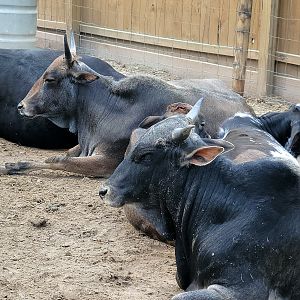 Zebu - Bee City Zoo - March 2025