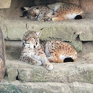 Eurasian Lynx - Bee City Zoo - March 2025