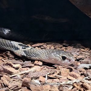 Chinese Cobra - Bee City Zoo - March 2025