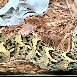 Puff Adder - Bee City Zoo - March 2025