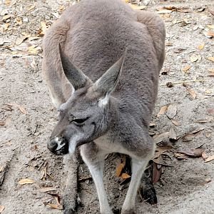 Red Kangaroo - Bee City Zoo - March 2025