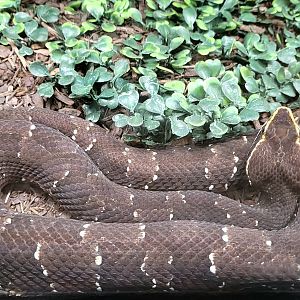 Mexican Cantil - Bee City Zoo - March 2025