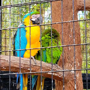 Macaws - Bee City Zoo - March 2025