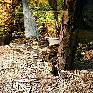 Burmese Python - Bee City Zoo - March 2025