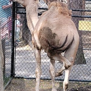Dromedary Camel - Bee City Zoo - March 2025