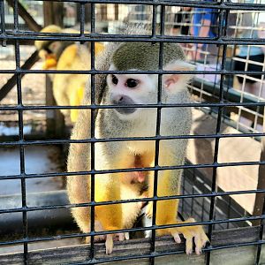 Squirrel Monkey - Bee City Zoo - March 2025