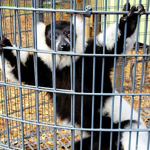 Black and White Ruffed Lemur - Bee City Zoo - March 2025