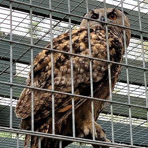 Eurasian Eagle Owl - Bee City Zoo - March 2025