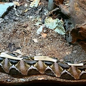 Gaboon Viper - Bee City Zoo - March 2025