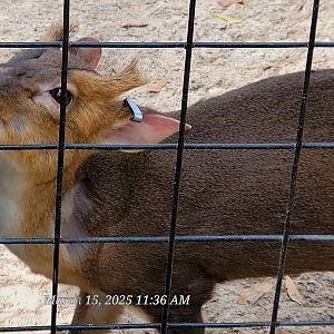 Reeve's Muntjak - Bee City Zoo - March 2025
