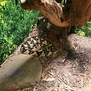 Bushmaster - Bee City Zoo - March 2025