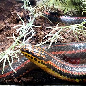 Rainbow Snake - Bee City Zoo - March 2025