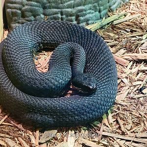 Cottonmouth - Bee City Zoo - March 2025