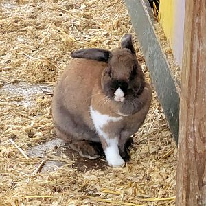 Holland Lop Eared Rabbit - Bee City Zoo - March 2025