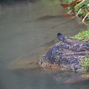 Black phoebe (Sayornis nigricans)